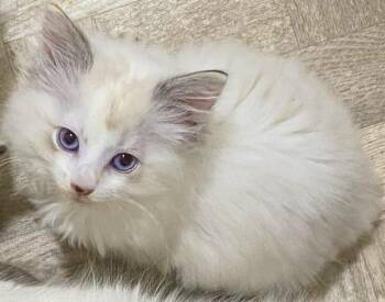 Ragdoll Cats Available for Adoption in Mansfield, Ohio - Chenin | PetCurious