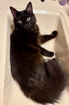 Sebastian -  Domestic Long Hair Cat for Adoption in Yorktown, Indiana - Sebastian | PetCurious
