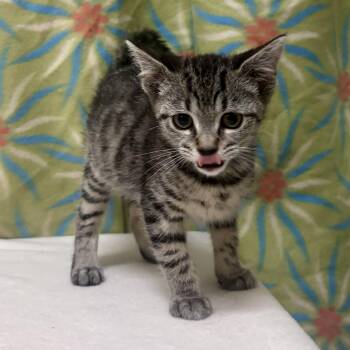 Domestic Short Hair Cats Available for Adoption in Libertyville, Illinois - Fidget | PetCurious