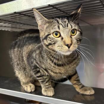 Domestic Short Hair Cats Available for Adoption in Springfield, Illinois - Mac | PetCurious