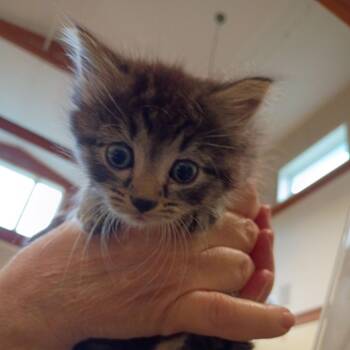 Domestic Short Hair Cats Available for Adoption in Lynchburg, Virginia - Teacup | PetCurious