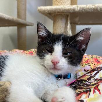 Cassidy -  Domestic Short Hair Cat for Adoption in Buffalo, Wyoming - Cassidy | PetCurious