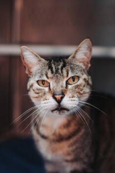95378A Tuck -  Domestic Short Hair Cat for Adoption in North Charleston, South Carolina - 95378A Tuck | PetCurious