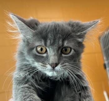 Rescue Domestic Long Hair Cats for Adoption in Golden, Colorado - Laffy Taffy | PetCurious