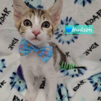 Hudson -  Maine Coon and Domestic Short Hair Cat for Adoption in Yorba Linda, California - Hudson | PetCurious
