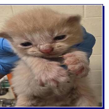 Ghoul -  Domestic Short Hair Cat for Adoption in Grantsville, Utah - Ghoul | PetCurious