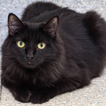 Skye -  Domestic Long Hair Cat for Adoption in Pontiac, Michigan - Skye | PetCurious