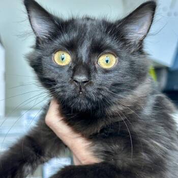 Sloth -  Domestic Short Hair Cat for Adoption in Matteson, Illinois - Sloth | PetCurious