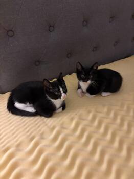 Blueberry -  Domestic Short Hair Cat for Adoption in Chicago, Illinois - Blueberry | PetCurious