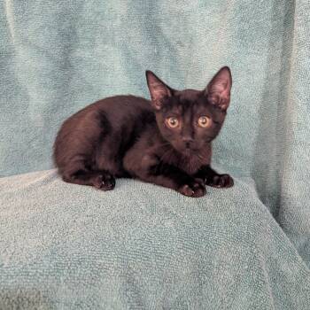 Mahaffey -  Domestic Short Hair Cat for Adoption in NEW PT RICHEY, Florida - Mahaffey | PetCurious