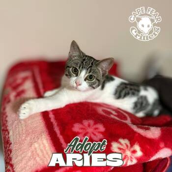 Domestic Short Hair Cats Available for Adoption - Aries | PetCurious
