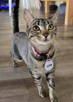 India -  Domestic Short Hair Cat for Adoption in Tucson, Arizona - India | PetCurious