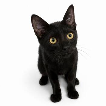 Batman -  American Shorthair Cat for Adoption in San Saba, Texas - Batman | PetCurious