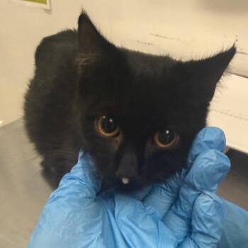 Bad Apple -  Domestic Medium Hair Cat for Adoption in Charleston, West Virginia - Bad Apple | PetCurious