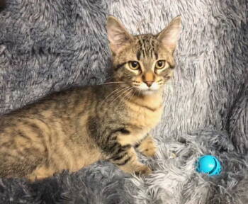 Rescue Domestic Short Hair and Tabby Cats for Adoption in Columbus, Minnesota - Trois | PetCurious