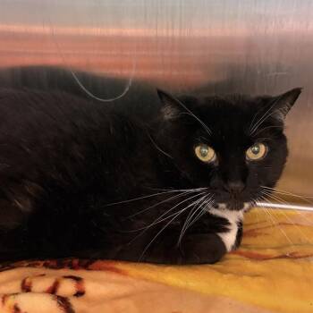 SUMMER -  Domestic Short Hair Cat Available for Adoption in Methuen, Massachusetts - SUMMER | PetCurious