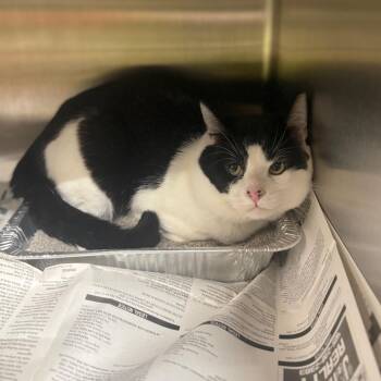 Domestic Short Hair Cats Available for Adoption in Pauls Valley, Oklahoma - Bark | PetCurious