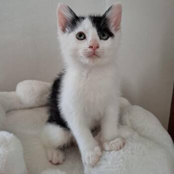 Templeton -  Domestic Short Hair Cat for Adoption in Granville, Ohio - Templeton | PetCurious