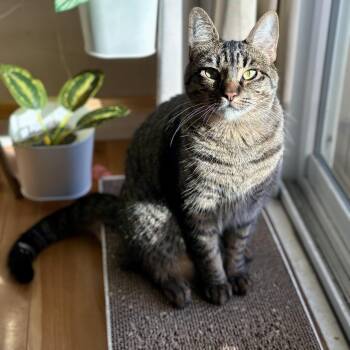 Fern [bonded with sister, Poppy] -  Domestic Short Hair Cat Available for Adoption in Benicia, California - Fern [bonded With Sister, Poppy] | PetCurious