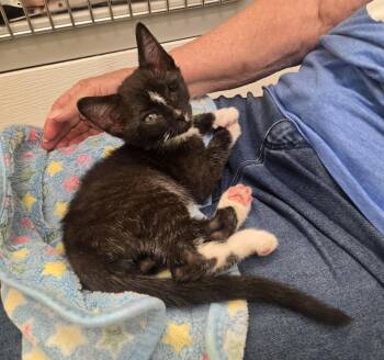 Harrison -  Domestic Short Hair Cat for Adoption in Phoenixville, Pennsylvania - Harrison | PetCurious