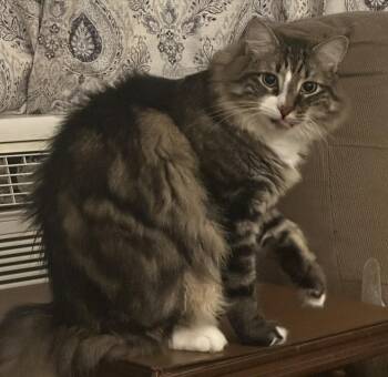 Boris -  Domestic Medium Hair and Domestic Long Hair Cat for Adoption in Scranton, Pennsylvania - Boris | PetCurious