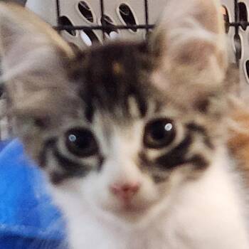 Faith K46037 -  Domestic Long Hair Cat for Adoption in Corsicana, Texas - Faith K46037 | PetCurious