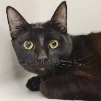 Domestic Short Hair Cats Available for Adoption - Zeon | PetCurious