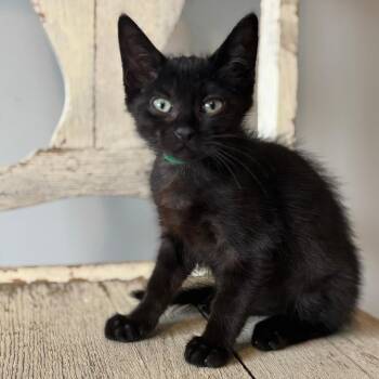 Domestic Short Hair Cats Available for Adoption in Cumming, Georgia - Pete | PetCurious