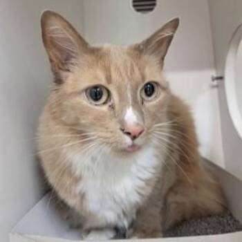 Domestic Short Hair Cats Available for Adoption in Phoenixville, Pennsylvania - Coach | PetCurious