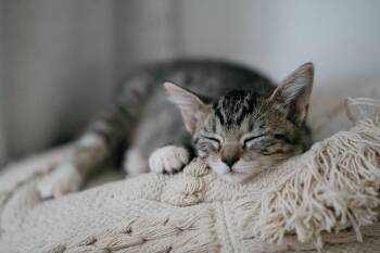 Mary -  Domestic Short Hair Cat for Adoption in St. Cloud, Florida - Mary | PetCurious