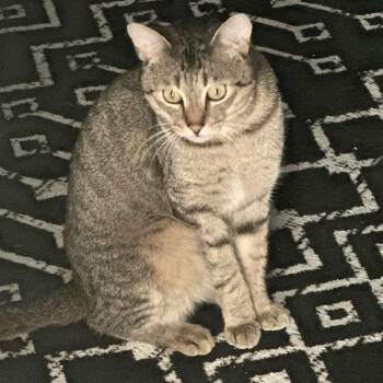 Domestic Short Hair Cats Available for Adoption - Arthur | PetCurious