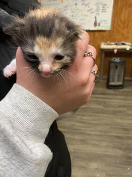 Abyssinian Cats Available for Adoption - Primrose | PetCurious