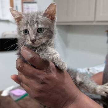 Domestic Short Hair Cats Available for Adoption in Buchanan Dam, Texas - Turtle | PetCurious