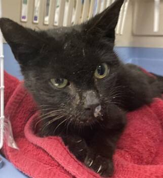 GLORIA -  Domestic Short Hair Cat Available for Adoption in Long Beach, California - GLORIA | PetCurious