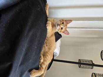 Nemo -  Domestic Short Hair Cat for Adoption in Philadelphia, Pennsylvania - Nemo | PetCurious