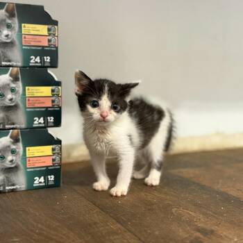 Rory 052202A -  Domestic Short Hair Cat for Adoption in Amory, Mississippi - Rory 052202A | PetCurious