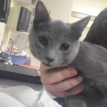 Rescue Domestic Short Hair Cats for Adoption in Asheville, North Carolina - Mason | PetCurious