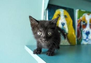 Jiji -  Domestic Short Hair Cat for Adoption in San Antonio, Texas - Jiji | PetCurious