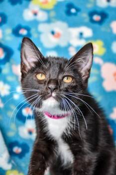 Snap -  Domestic Short Hair Cat for Adoption in Yakima, Washington - Snap | PetCurious