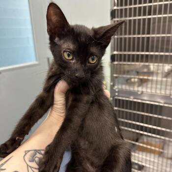 Greenies -  Domestic Short Hair Cat for Adoption in Greensboro, North Carolina - Greenies | PetCurious