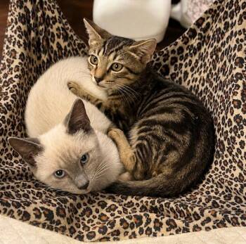 Sprout & Splash BONDED -  Siamese and Domestic Short Hair Cat for Adoption in Boca Raton, Florida - Sprout & Splash BONDED | PetCurious