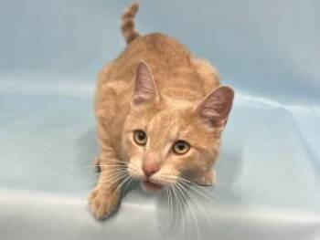 Cheeto -  Domestic Short Hair Cat for Adoption in Golden Valley, Minnesota - Cheeto | PetCurious
