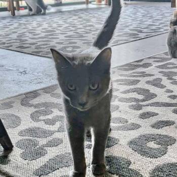 Tuna AKA Aurora -  Domestic Short Hair Cat Available for Adoption - Tuna AKA Aurora | PetCurious