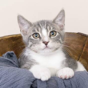 Domestic Short Hair Cats Available for Adoption in Franklin, Tennessee - Monsoon | PetCurious