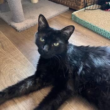 Liberty -  Domestic Medium Hair Cat for Adoption in Irvine, California - Liberty | PetCurious