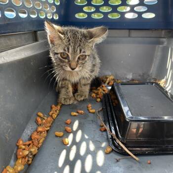 Chickadee -  Domestic Short Hair Cat Available for Adoption in Lake Jackson, Texas - Chickadee | PetCurious