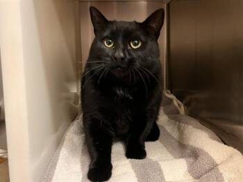 Domestic Short Hair Cats Available for Adoption in Colorado Springs, Colorado - BEAN | PetCurious