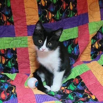 Sesame street - Grundgetta -  Domestic Short Hair Cat for Adoption in Akron, Ohio - Sesame Street - Grundgetta | PetCurious