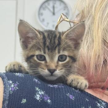 Big man -  Domestic Short Hair Cat for Adoption in Sonora, California - Big Man | PetCurious