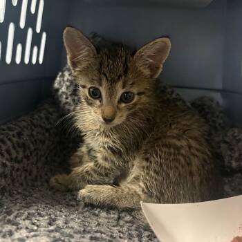 Carl -  Domestic Short Hair Cat for Adoption in Greenville, South Carolina - Carl | PetCurious
